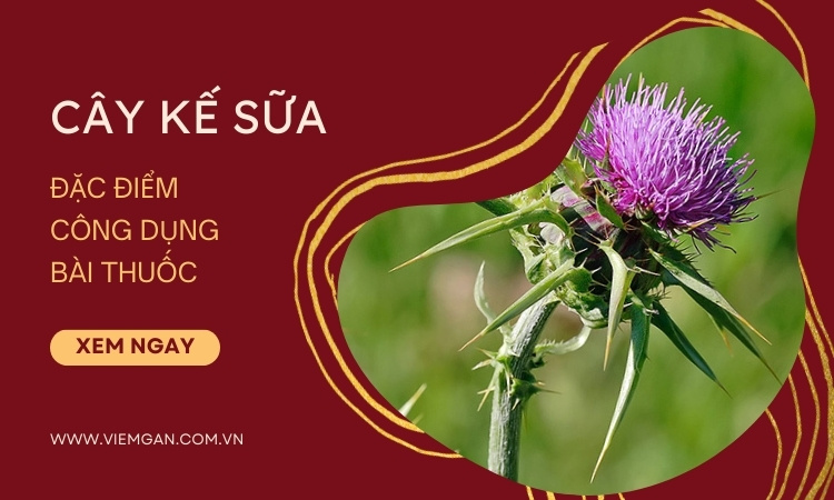 Cây kế sữa - Đặc điểm, thành phần, công dụng 1 Cây kế sữa - Đặc điểm, thành phần, công dụng 1