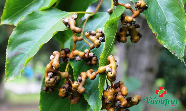 Công dụng của Khúng khéng đối với gan 1