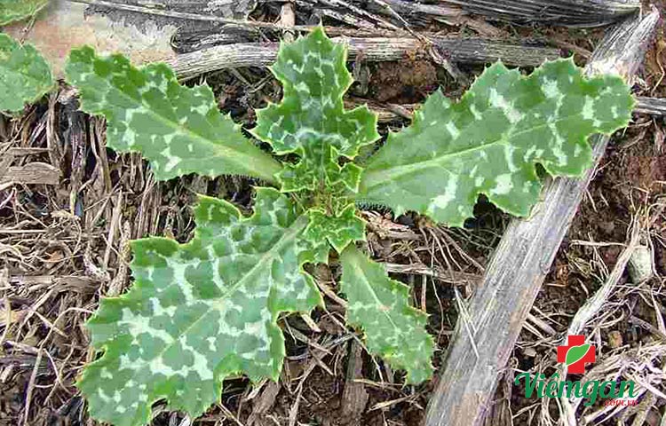 Hình ảnh nhận dạng cây kế sữa 1 Hình ảnh nhận dạng cây kế sữa 1