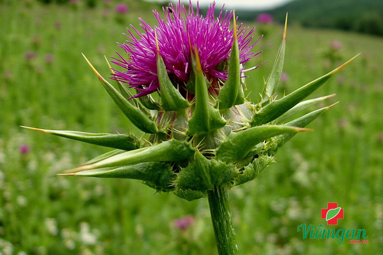Tính vị, công năng kế sữa 1 Tính vị, công năng kế sữa 1