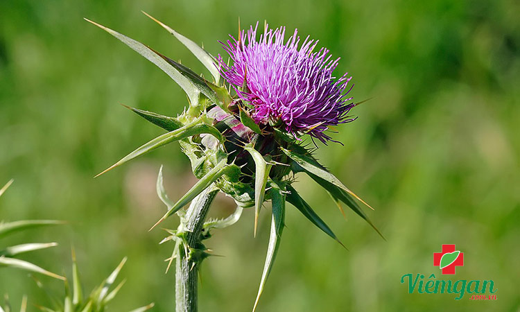 Hình ảnh nhận dạng cây kế sữa 3 Hình ảnh nhận dạng cây kế sữa 3