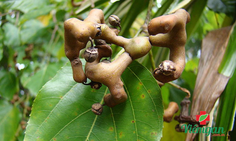 Một số nghiên cứu về tác dụng bảo vệ gan của Khúng khéng 1