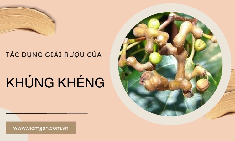 Cây khúng khéng là cây gì? Tác dụng giải rượu tuyệt vời của Khúng khéng! 1