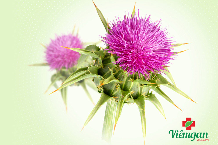 Thành phần hóa học cây kế sữa 1 Thành phần hóa học cây kế sữa 1