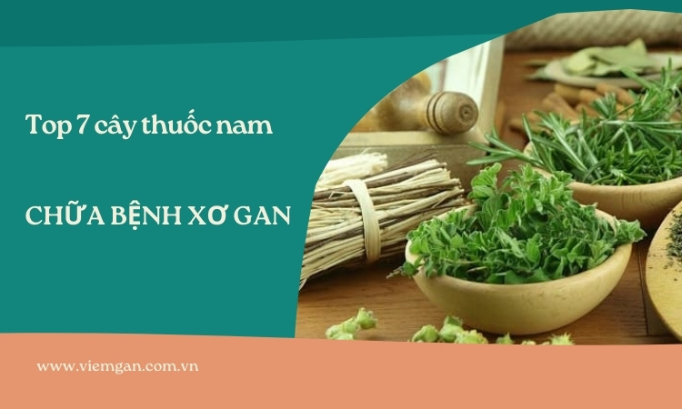 Top 7 cây thuốc nam trị xơ gan được nhiều người tin dùng 1