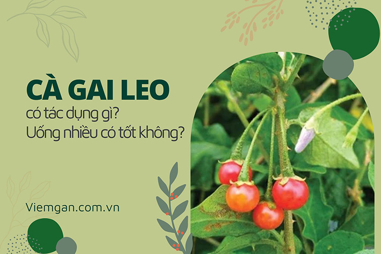 Cà gai leo có tác dụng gì, Uống nhiều có tốt không? 1