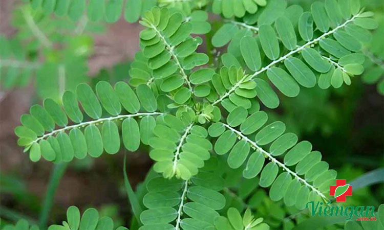 2. Diệp hạ châu 1