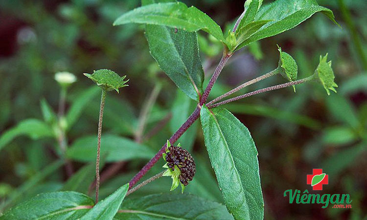 4. Cỏ nhọ nồi 1