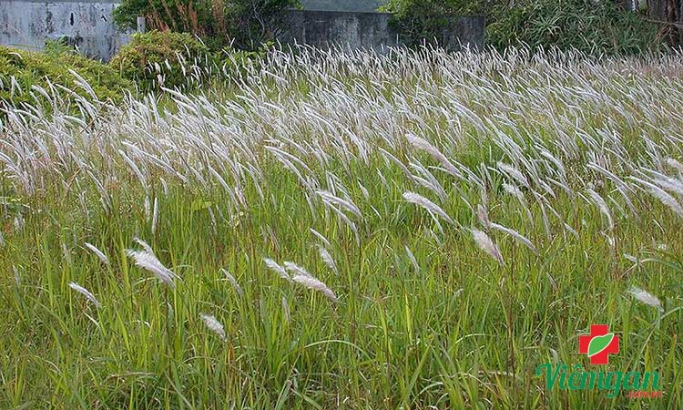 3. Rễ cỏ tranh 1