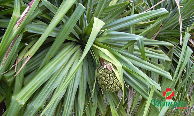 5. Cây dứa dại 1