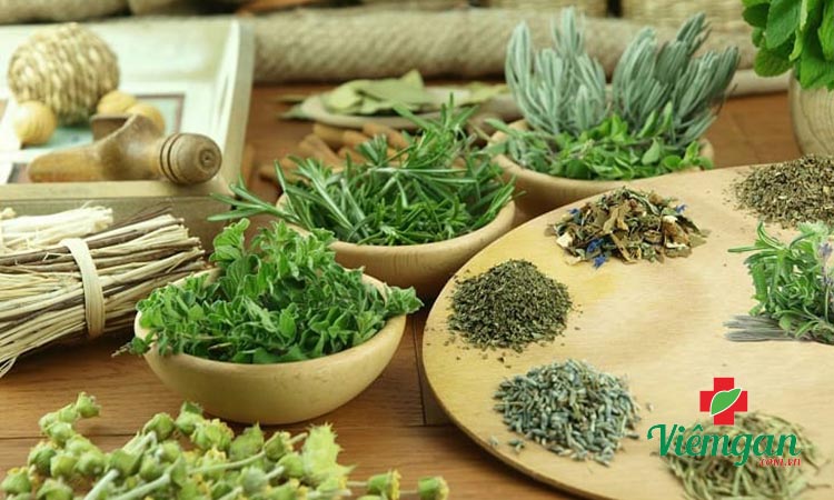 Chữa xơ gan từ cây thuốc Nam 1