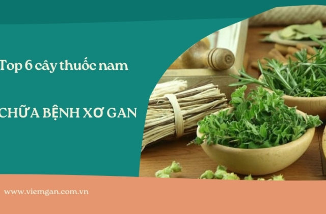 Top 7 cây thuốc nam trị xơ gan được nhiều người tin dùng Top 7 cây thuốc nam trị xơ gan được nhiều người tin dùng