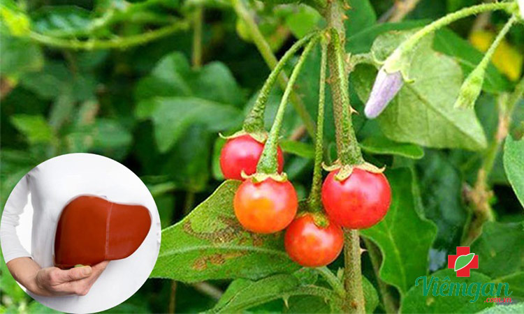 Tác dụng khi uống cà gai leo! 1
