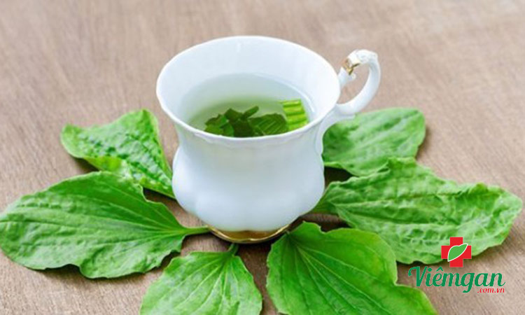 11. Trà lá cây mã đề 1