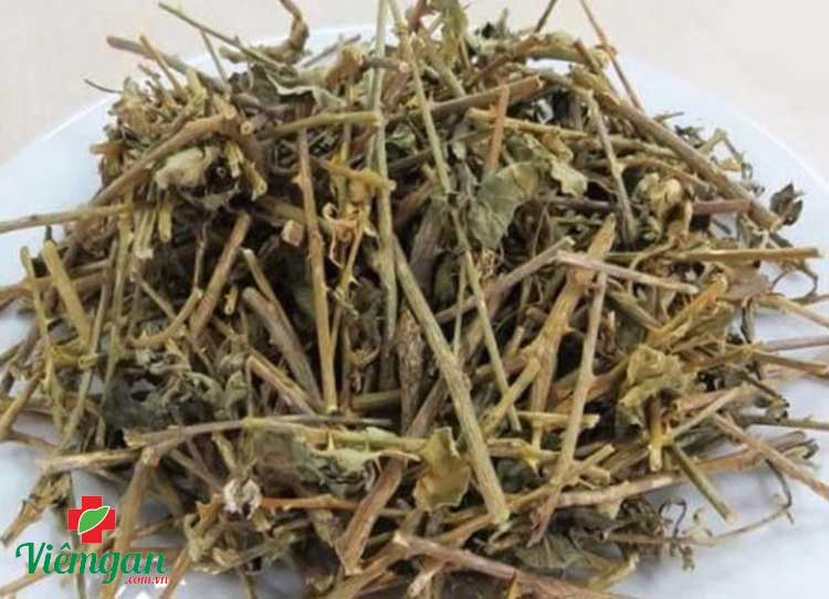 Thu hái và sơ chế cà gai leo đúng kỹ thuật 1