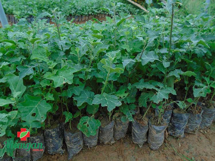 Chuẩn bị giống cà gai leo 1