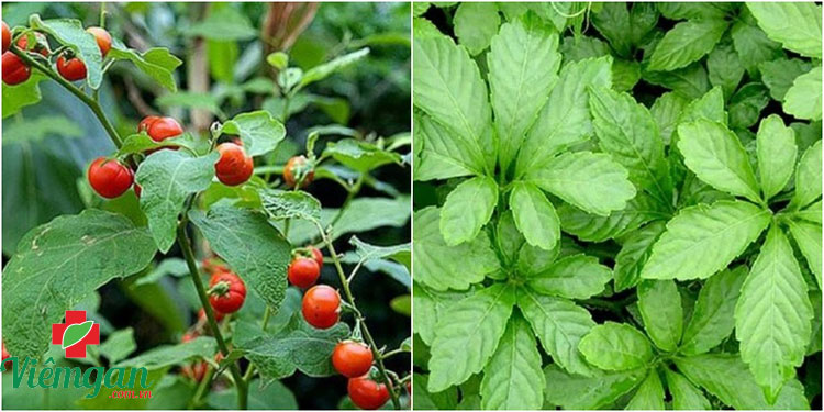 Sử dụng cà gai leo với thảo dược khác khác 1