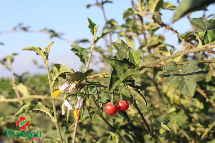 Cách dùng cà gai leo theo từng trường hợp bệnh 1