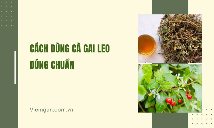 Hướng dẫn cách dùng cà gai leo đúng chuẩn 1