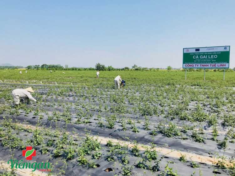 Kỹ thuật chăm sóc cây cà gai leo 1