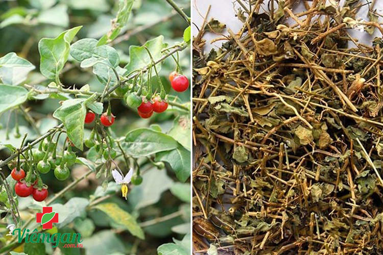 Liều lượng và cách dùng cà gai leo an toàn 1