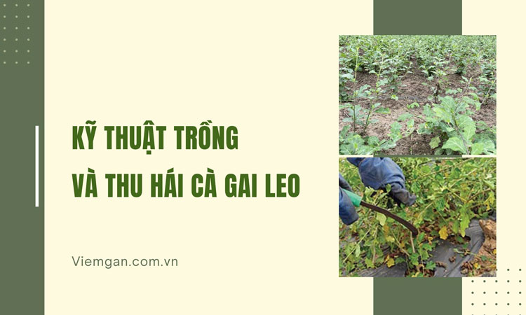 Hướng dẫn kỹ thuật trồng và thu hái cà gai leo 1