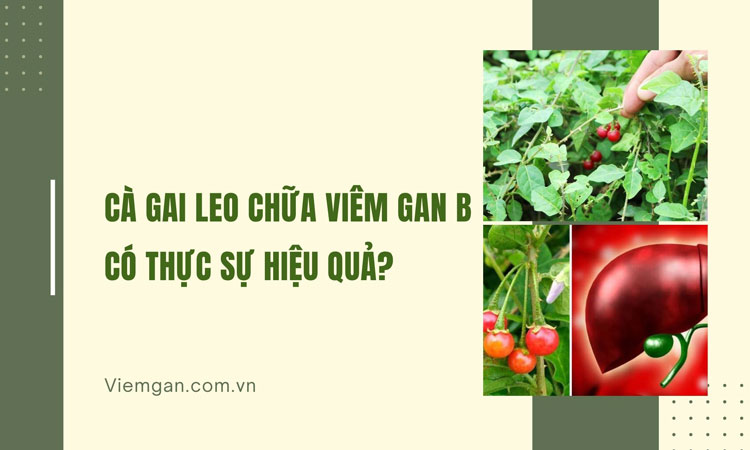 Chữa viêm gan B bằng cà gai leo có thực sự hiệu quả 1