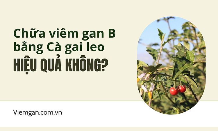 Mách chữa viêm gan B bằng cà gai leo hiệu quả! 1