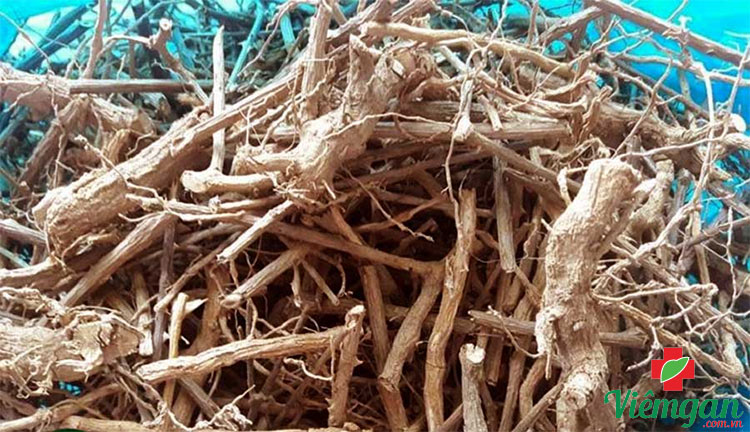 Thành phần trong rễ cây Cà gai leo 1 Thành phần trong rễ cây Cà gai leo 1