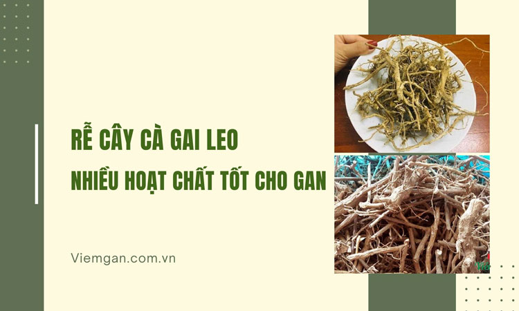 Rễ cà gai leo - Chứa nhiều hoạt chất tốt cho Gan 1 Rễ cà gai leo - Chứa nhiều hoạt chất tốt cho Gan 1