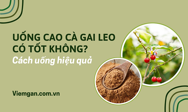 Uống Cà gai leo có tốt không? Ai nên và không nên uống? 1