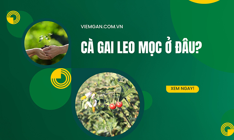 Cà gai leo thường mọc ở đâu? Cách nhận biết 1