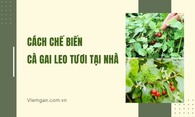 Cách chế biến cà gai leo tươi chuẩn tại nhà 1