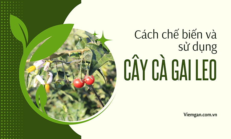Cách chế biến sử dụng cây Cà gai leo: Hướng dẫn chi tiết 1 Cách chế biến sử dụng cây Cà gai leo: Hướng dẫn chi tiết 1