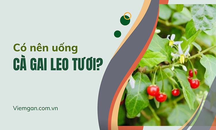 Có nên uống Cà gai leo tươi? Tươi hay khô mới thực sự tốt? 1