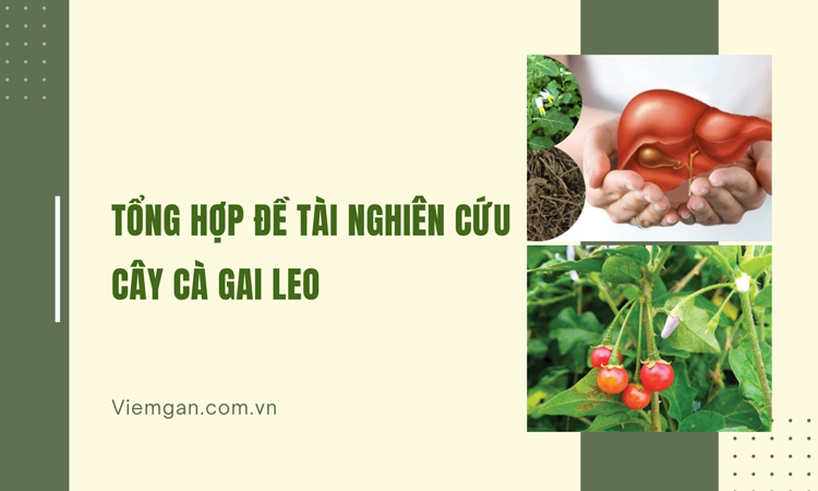 Tổng hợp đề tài nghiên cứu cây Cà gai leo 1