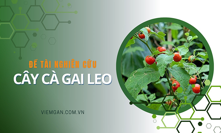 Tổng hợp đề tài nghiên cứu cây Cà gai leo 1 Tổng hợp đề tài nghiên cứu cây Cà gai leo 1