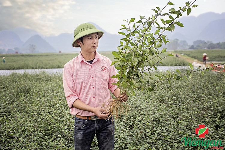 Cây Cà gai leo trồng ở đâu tốt nhất? 1