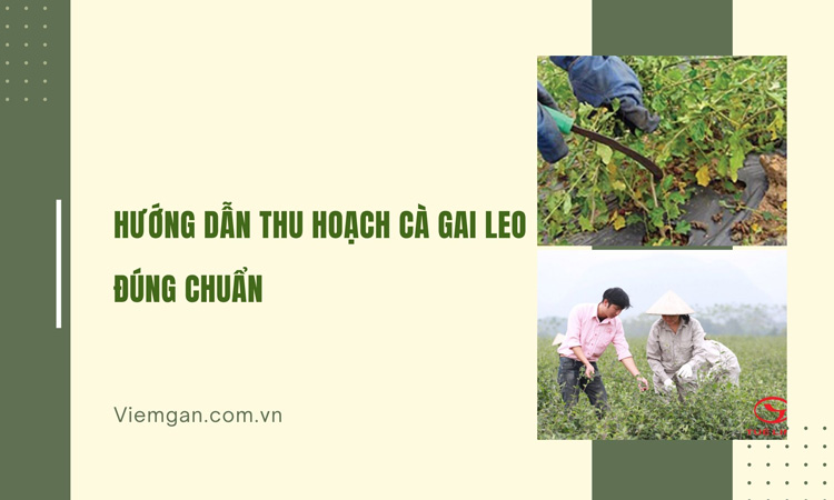 Hướng dẫn thu hoạch cà gai leo đúng chuẩn 1