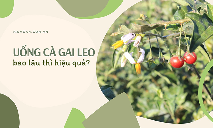 Nên uống cà gai leo trong bao lâu? Cách uống hiệu quả! 1