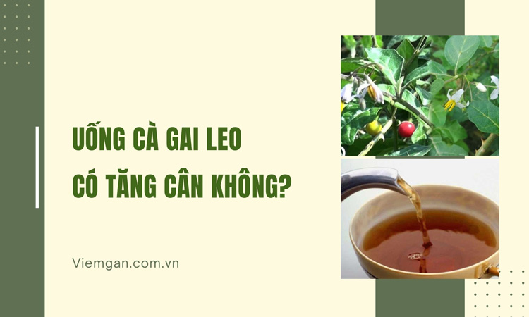 Uống cà gai leo liệu có làm tăng cân? Tìm hiểu ngay! 1