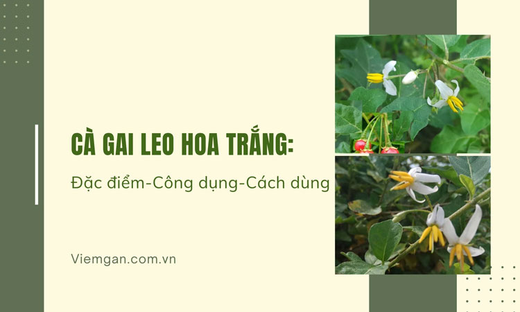 Cây cà gai leo hoa trắng: Đặc điểm, công dụng, cách dùng 1