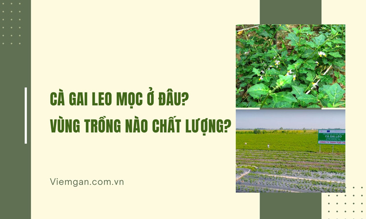 Cà gai leo thường mọc ở đâu và vùng nào có chất lượng tốt nhất? 1 Cà gai leo thường mọc ở đâu và vùng nào có chất lượng tốt nhất? 1