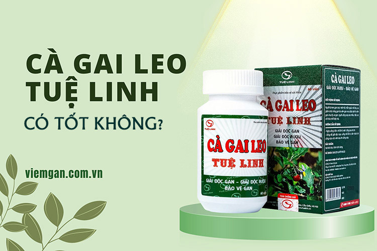 Cà gai leo Tuệ Linh có tốt không? Giá bao nhiêu? 1
