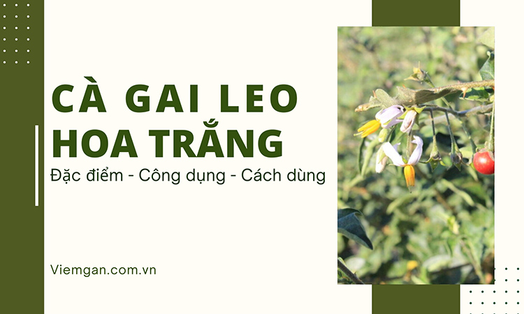 Cây cà gai leo hoa trắng: Đặc điểm, công dụng, cách dùng 1