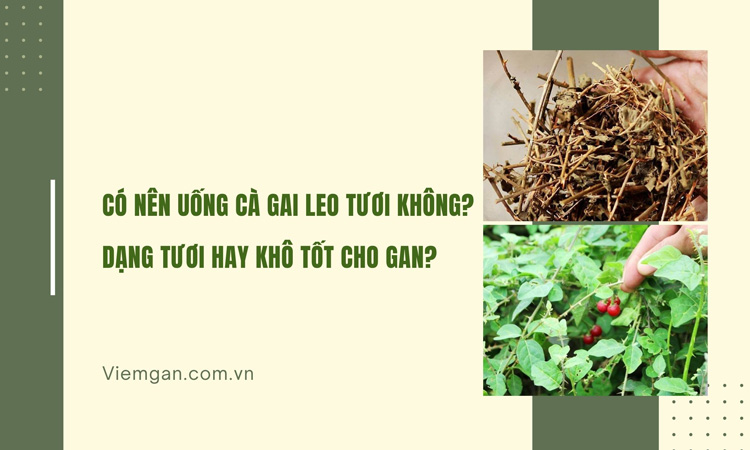 Có nên uống Cà gai leo tươi không? Nên dùng tươi hay khô tốt hơn cho gan 1