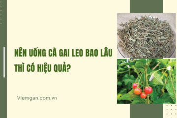 Nên uống cà gai leo trong bao lâu? Cách uống hiệu quả!