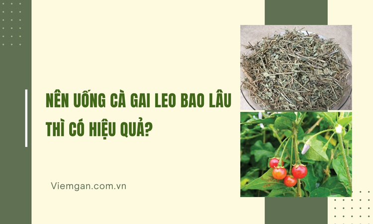 Nên uống cà gai leo trong bao lâu? Cách uống hiệu quả! 1