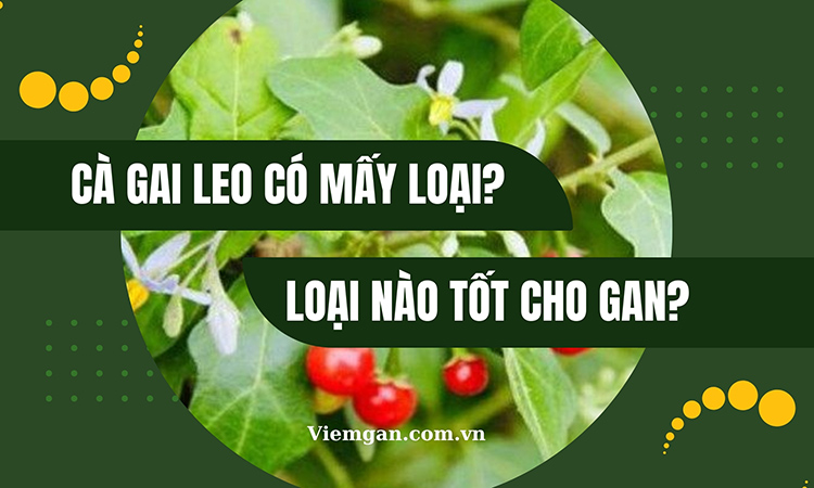 Cà gai leo có mấy loại, loại nào tốt cho gan? 1 Cà gai leo có mấy loại, loại nào tốt cho gan? 1