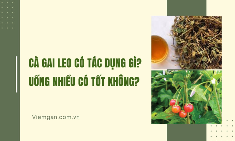 Cà gai leo có tác dụng gì, Uống nhiều có tốt không? 1